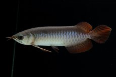 画像10: チリレッド NO.40（インドネシア産） (10)