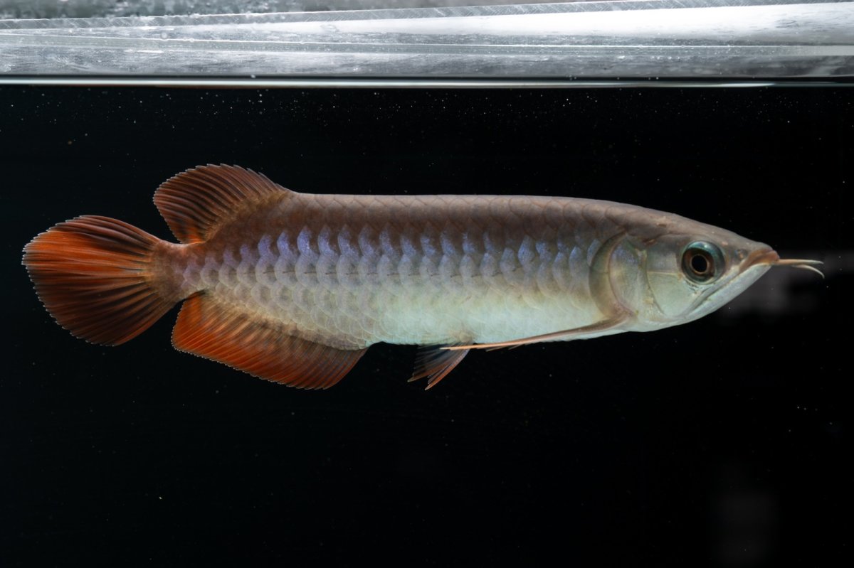 画像8: チリレッド NO.40（インドネシア産） (8)