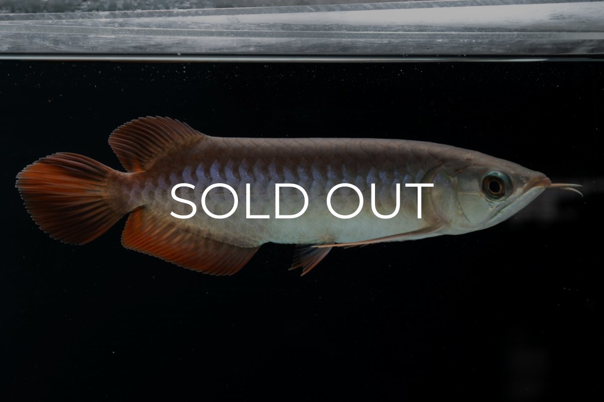 画像8: チリレッド NO.40（インドネシア産） (8)