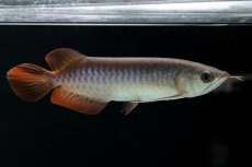 画像8: チリレッド NO.40（インドネシア産） (8)