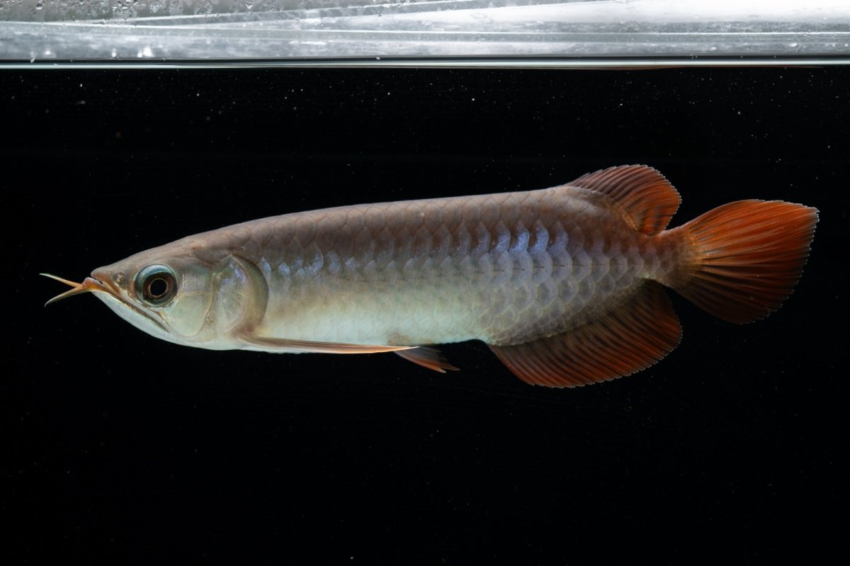 画像9: チリレッド NO.40（インドネシア産） (9)