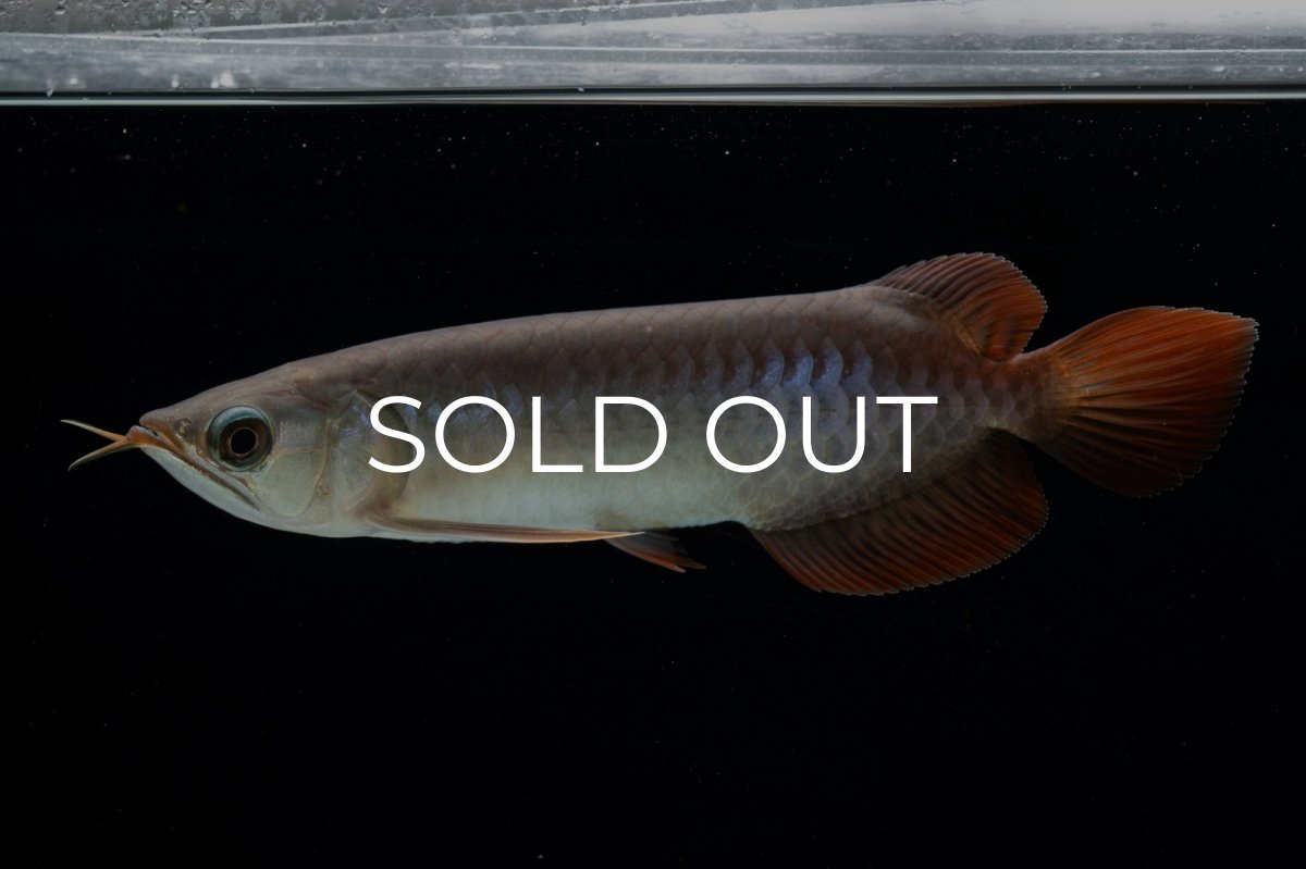 画像9: チリレッド NO.40（インドネシア産） (9)