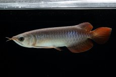 画像9: チリレッド NO.40（インドネシア産） (9)