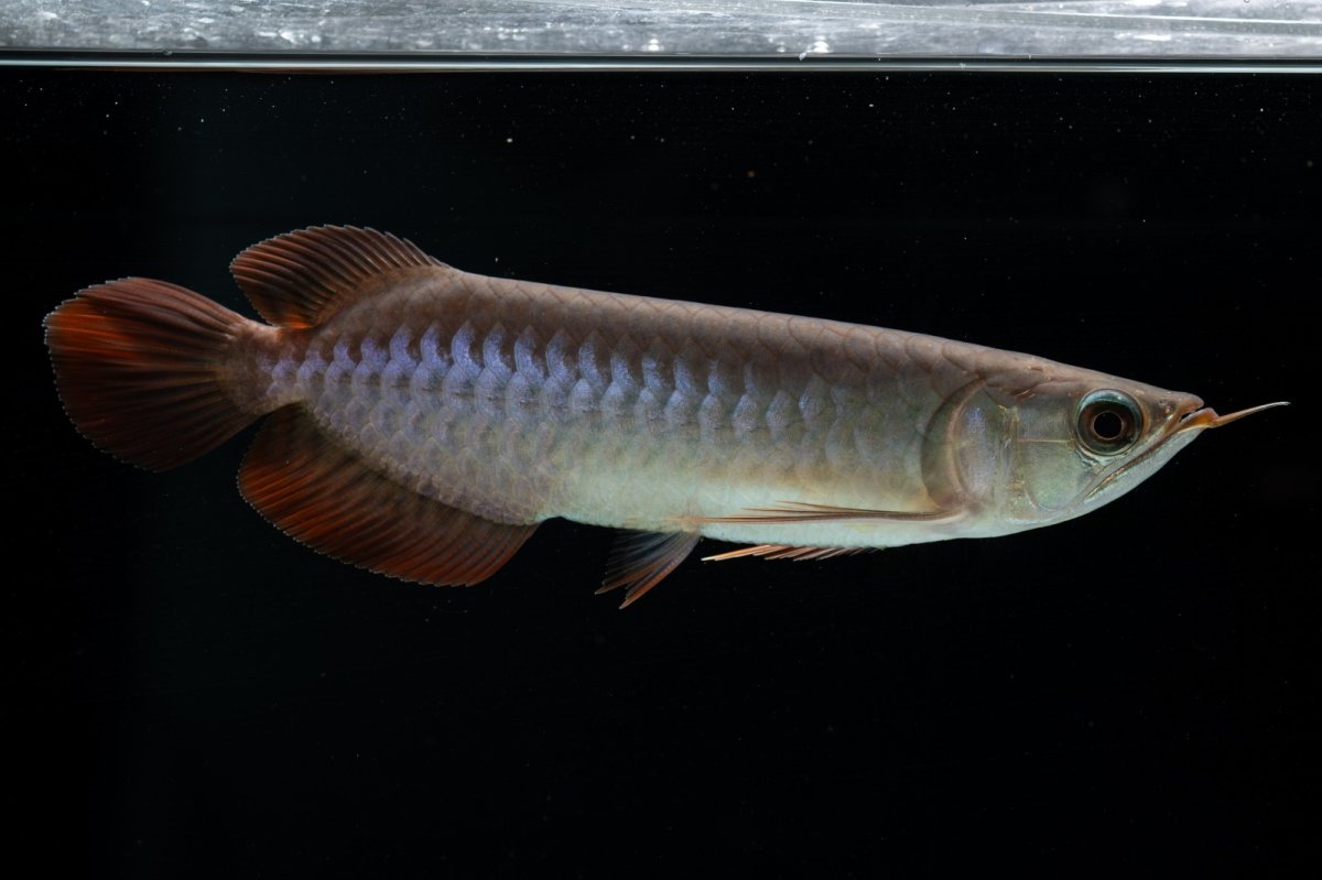 画像6: チリレッド NO.40（インドネシア産） (6)