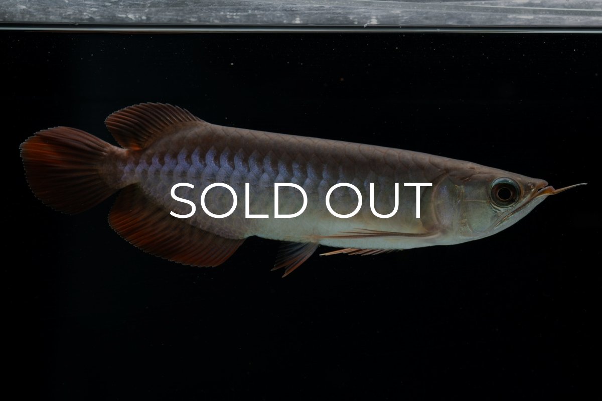 画像6: チリレッド NO.40（インドネシア産） (6)