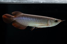 画像6: チリレッド NO.40（インドネシア産） (6)