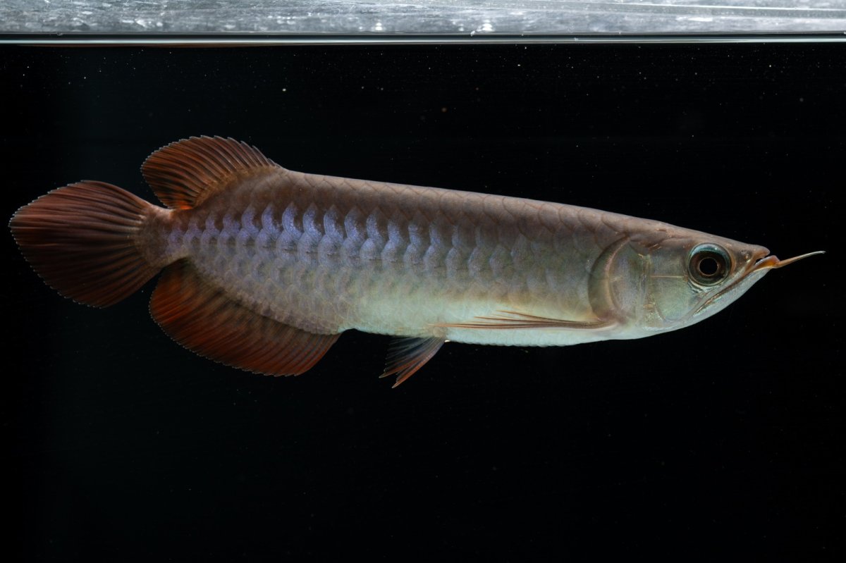 画像4: チリレッド NO.40（インドネシア産） (4)