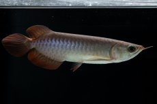 画像4: チリレッド NO.40（インドネシア産） (4)