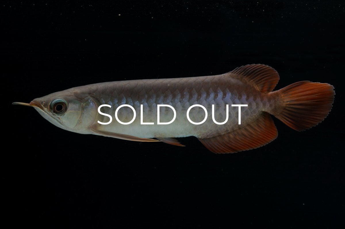 画像7: チリレッド NO.40（インドネシア産） (7)