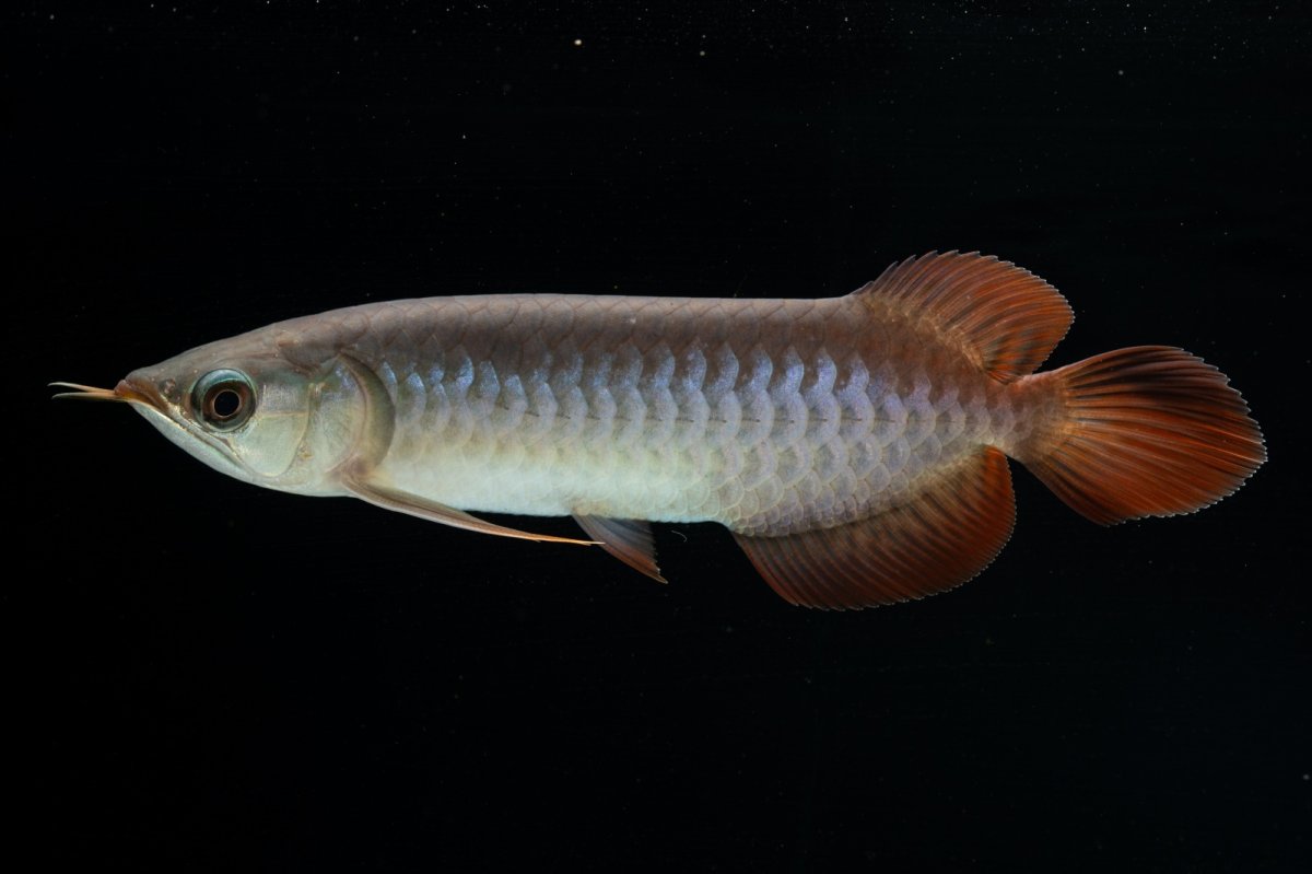 画像5: チリレッド NO.40（インドネシア産） (5)