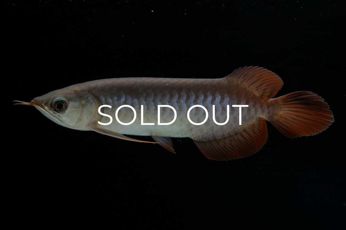 画像5: チリレッド NO.40（インドネシア産） (5)