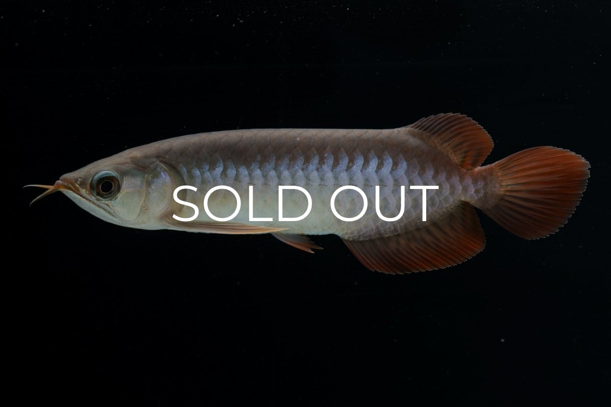 画像3: チリレッド NO.40（インドネシア産） (3)