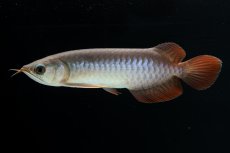 画像3: チリレッド NO.40（インドネシア産） (3)