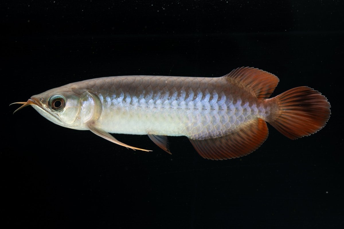 画像1: チリレッド NO.40（インドネシア産） (1)