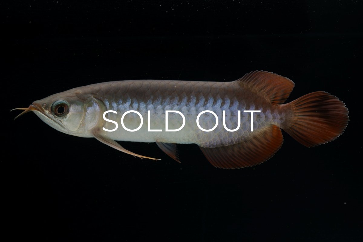 画像1: チリレッド NO.40（インドネシア産） (1)