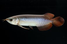 画像1: チリレッド NO.40（インドネシア産） (1)