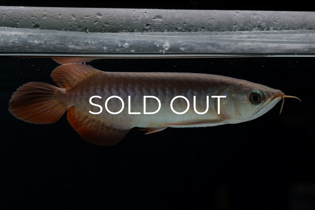 画像2: チリレッド NO.40（インドネシア産） (2)