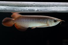 画像2: チリレッド NO.40（インドネシア産） (2)