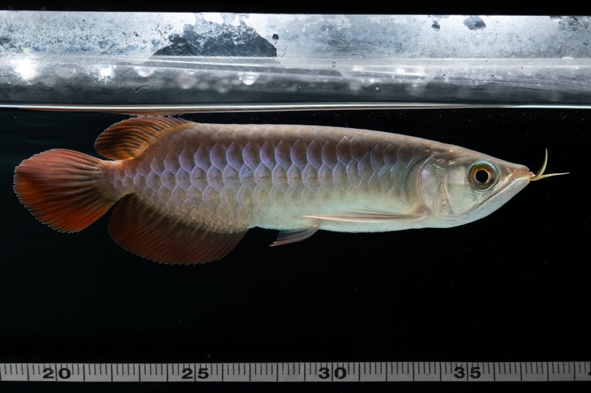 画像9: チリレッド NO.41（インドネシア産） (9)