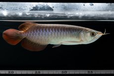 画像9: チリレッド NO.41（インドネシア産） (9)