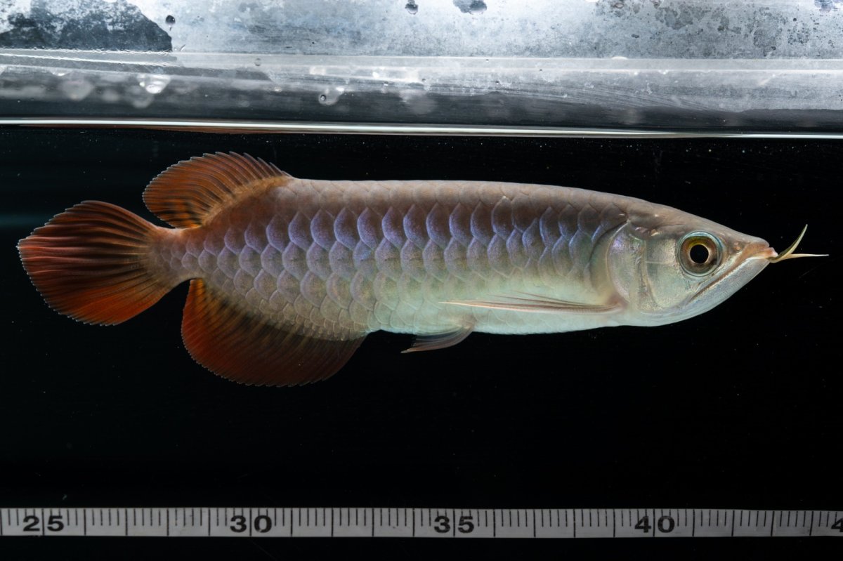 画像11: チリレッド NO.41（インドネシア産） (11)