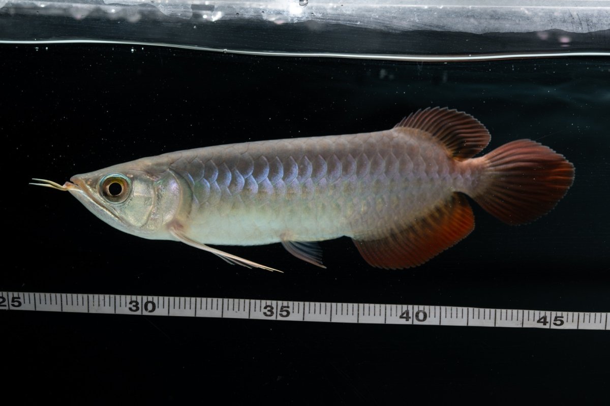 画像10: チリレッド NO.41（インドネシア産） (10)