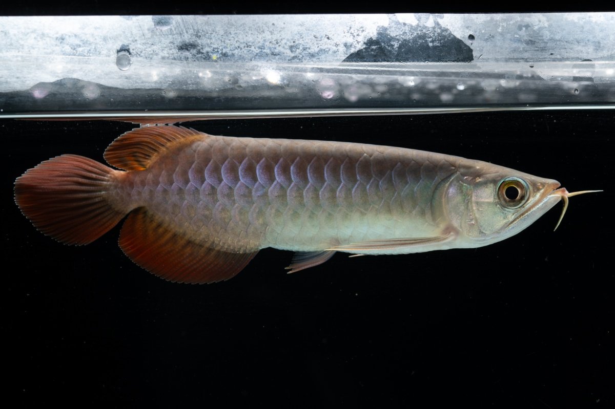 画像6: チリレッド NO.41（インドネシア産） (6)