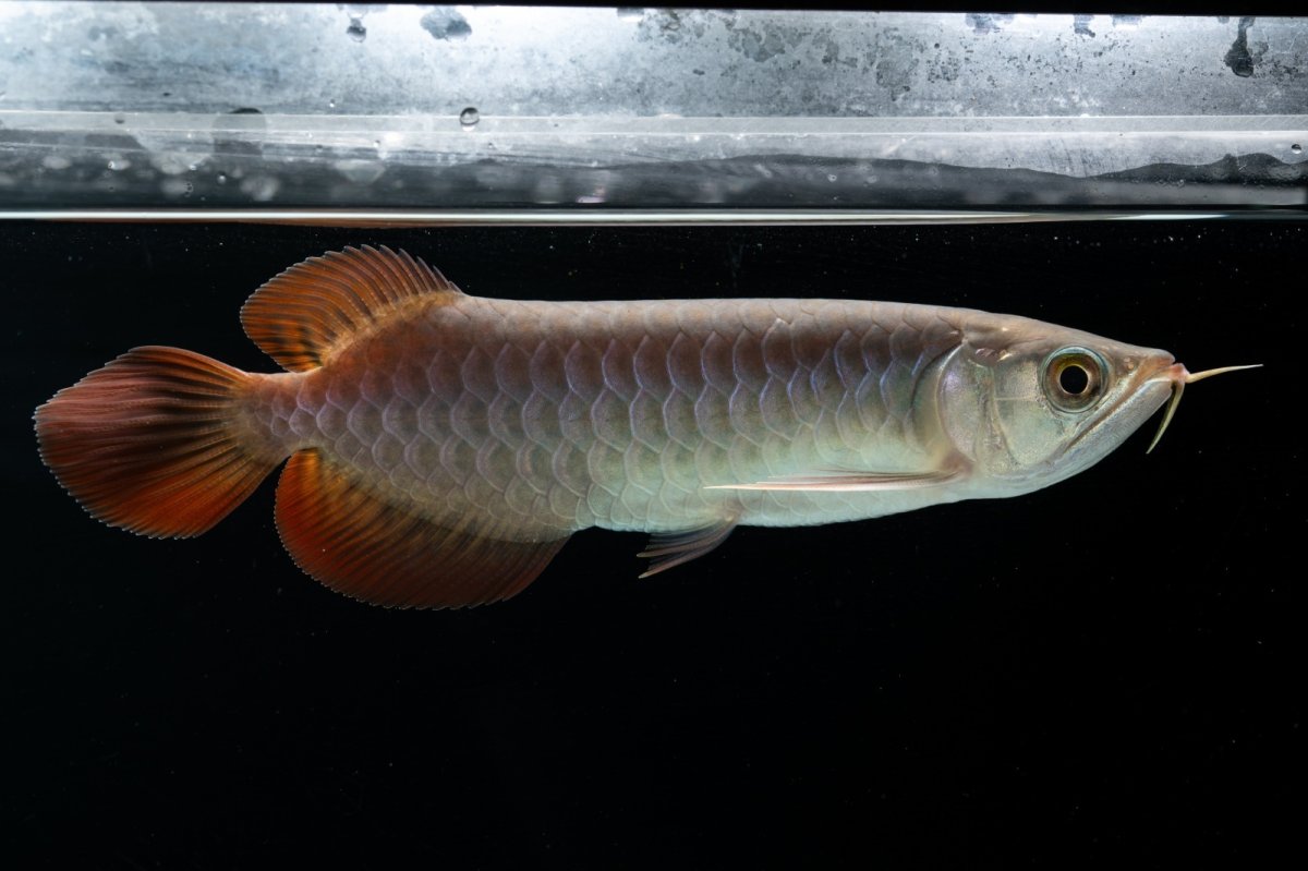 画像4: チリレッド NO.41（インドネシア産） (4)