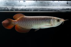 画像4: チリレッド NO.41（インドネシア産） (4)