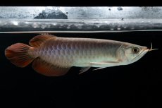 画像2: チリレッド NO.41（インドネシア産） (2)