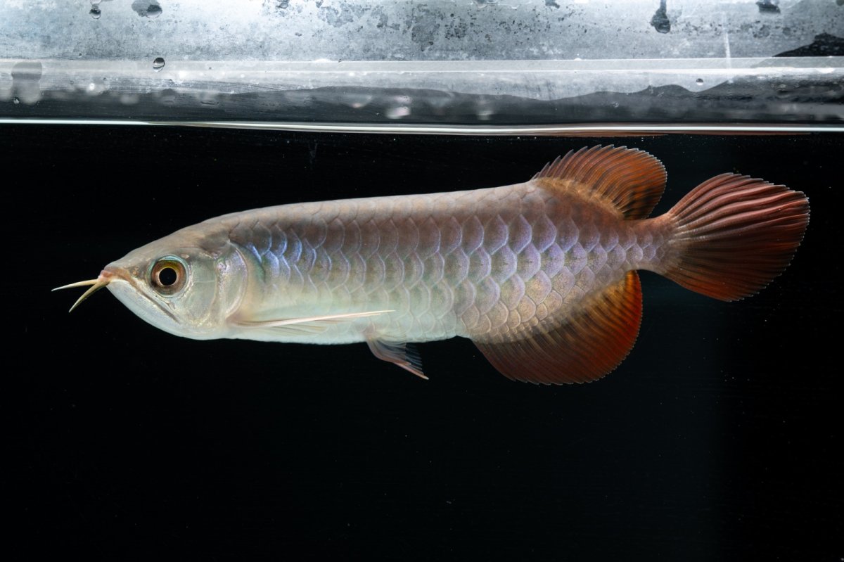 画像7: チリレッド NO.41（インドネシア産） (7)