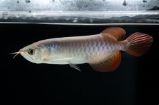 画像7: チリレッド NO.41（インドネシア産） (7)