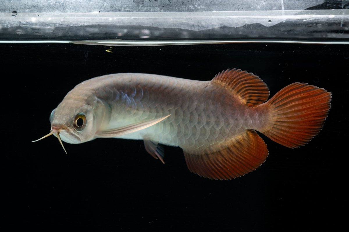 画像8: チリレッド NO.41（インドネシア産） (8)