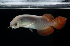 画像8: チリレッド NO.41（インドネシア産） (8)