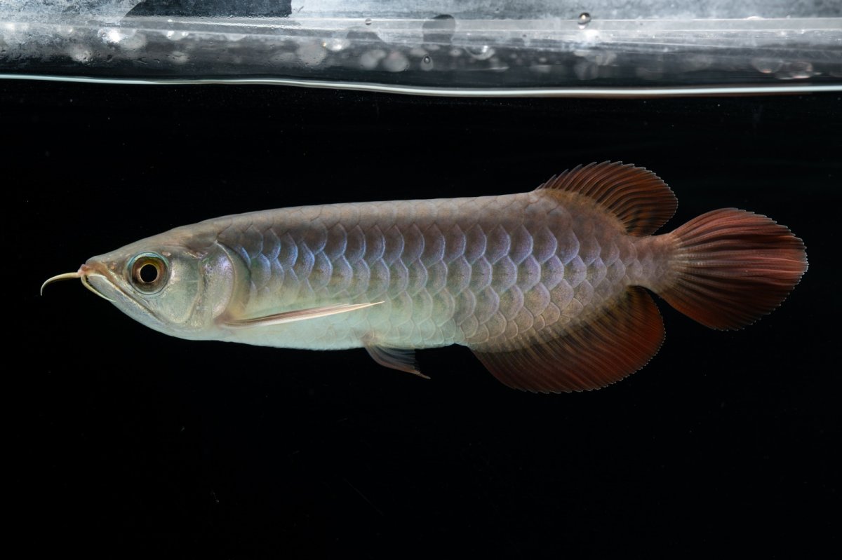 画像5: チリレッド NO.41（インドネシア産） (5)