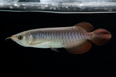 画像5: チリレッド NO.41（インドネシア産） (5)