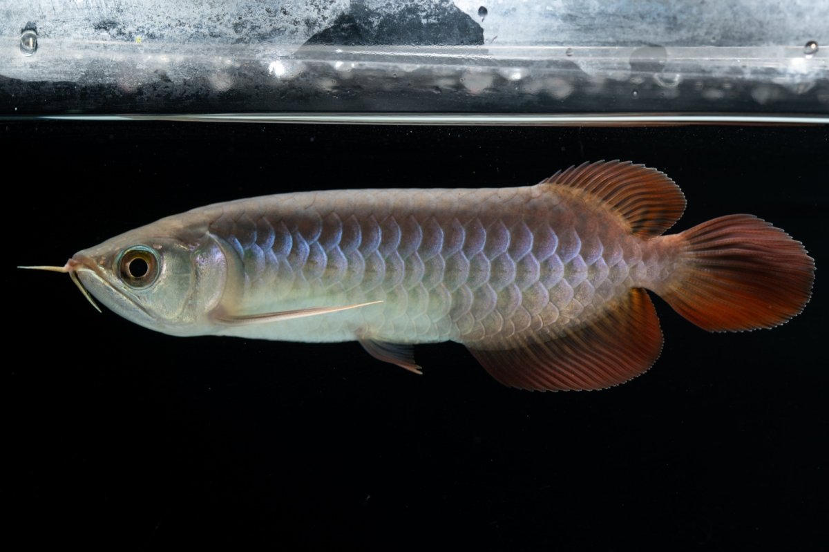 画像3: チリレッド NO.41（インドネシア産） (3)