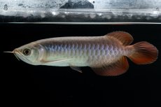 画像3: チリレッド NO.41（インドネシア産） (3)