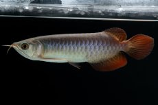 画像1: チリレッド NO.41（インドネシア産） (1)