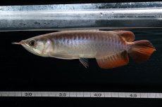 画像13: チリレッド NO.42（インドネシア産） (13)