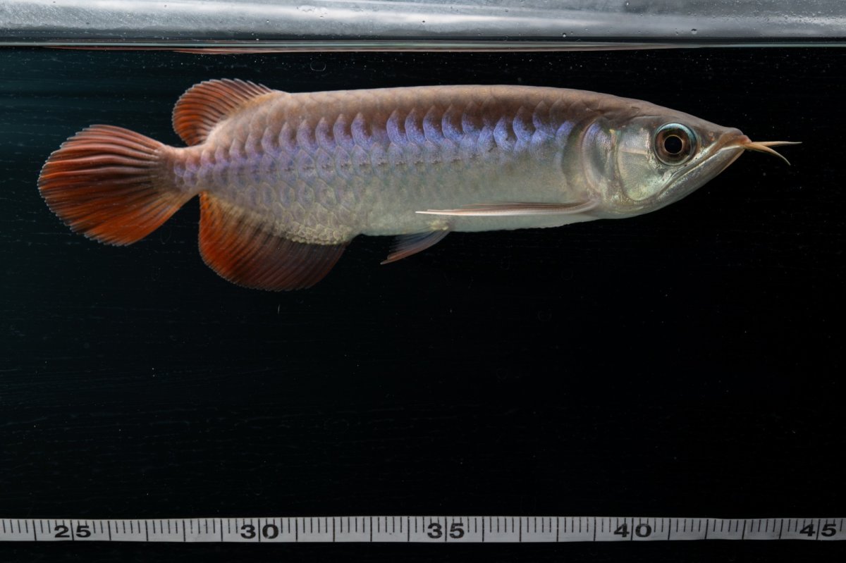 画像12: チリレッド NO.42（インドネシア産） (12)