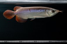 画像12: チリレッド NO.42（インドネシア産） (12)