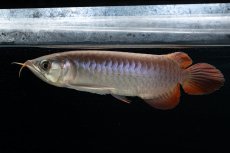 画像11: チリレッド NO.42（インドネシア産） (11)