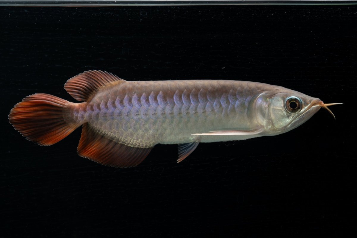 画像2: チリレッド NO.42（インドネシア産） (2)