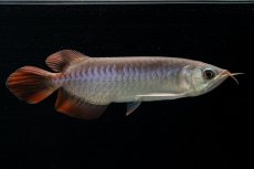 画像2: チリレッド NO.42（インドネシア産） (2)