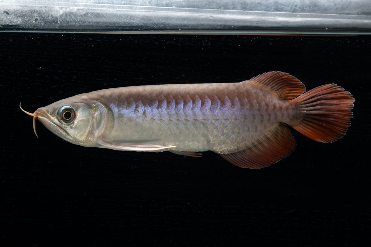 画像10: チリレッド NO.42（インドネシア産） (10)