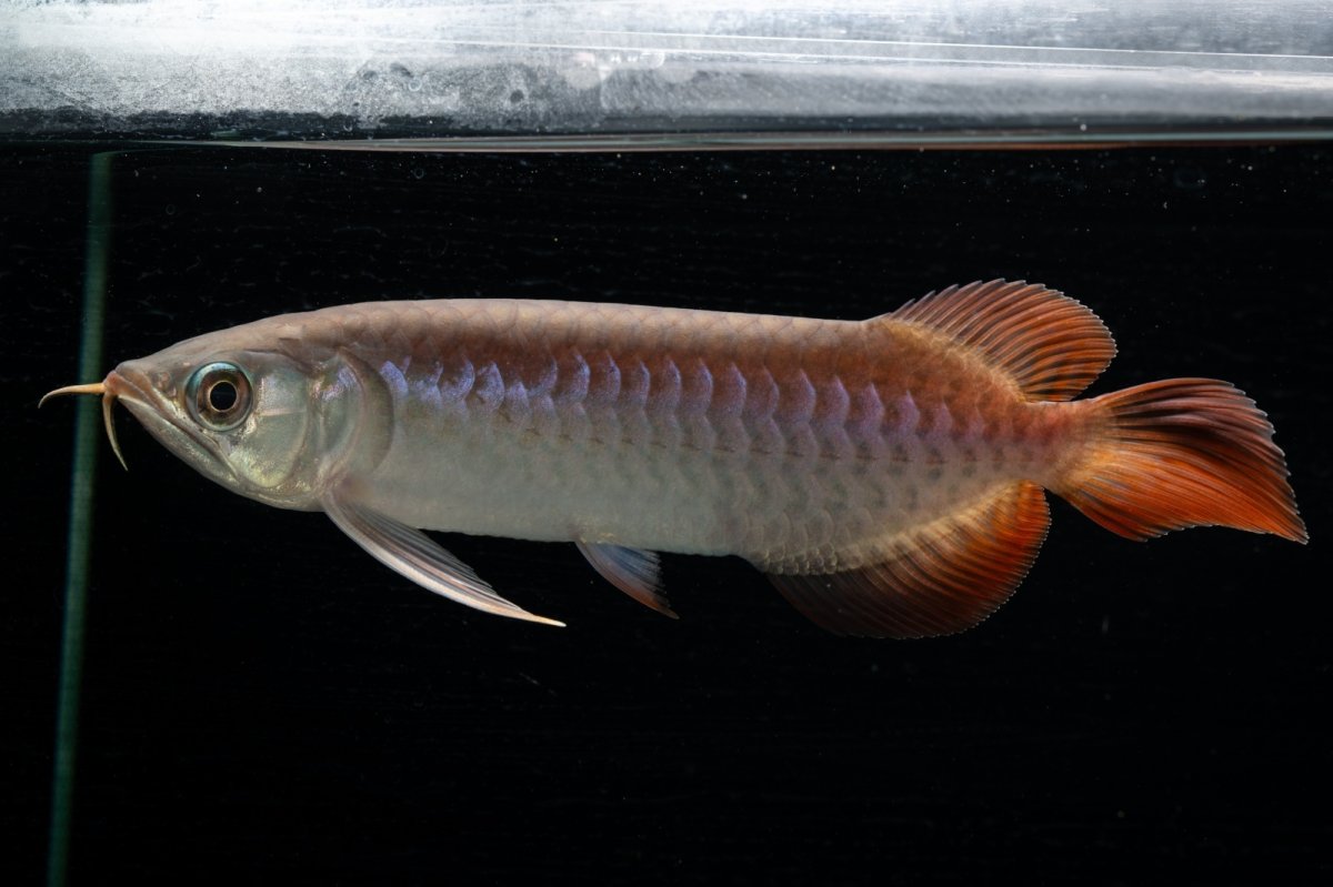 画像9: チリレッド NO.42（インドネシア産） (9)