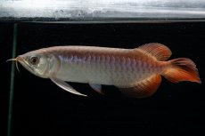 画像9: チリレッド NO.42（インドネシア産） (9)