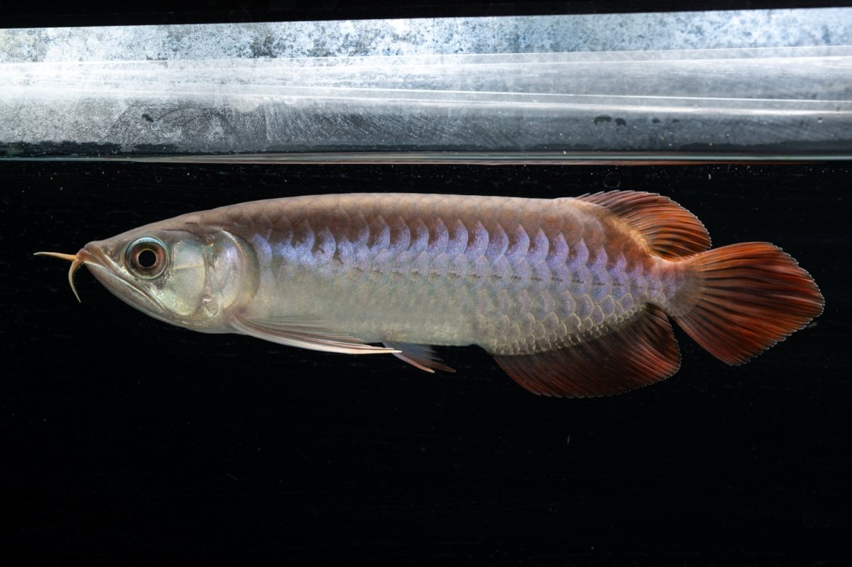 画像8: チリレッド NO.42（インドネシア産） (8)