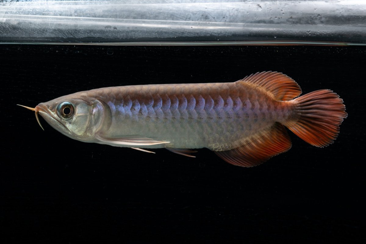 画像7: チリレッド NO.42（インドネシア産） (7)